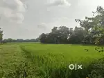 Agriculture land