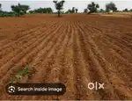 Kheti jamin chahiye Barmkela ariya se sariya tk