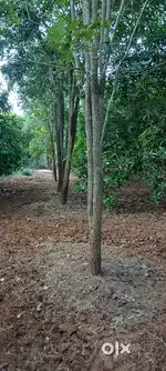 Arjent selling
