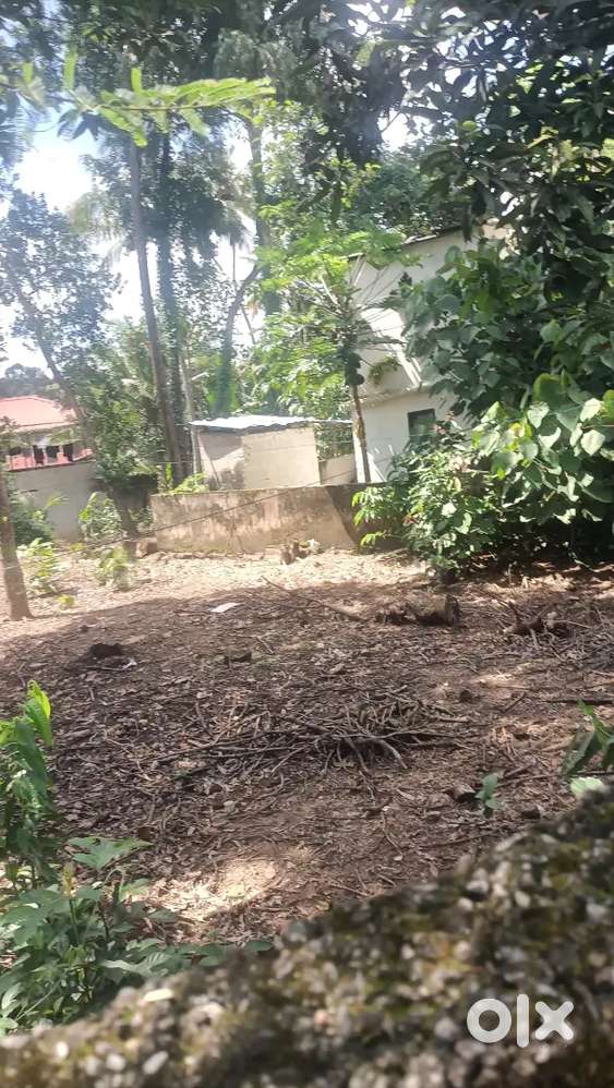 കച്ചണി 6cent സെന്റിനു 6.5ലക്ഷം