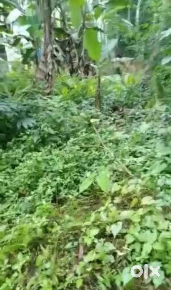Plot for sale near to koothattukulam