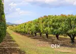 Plots for sale in the Farm and Managed farm land