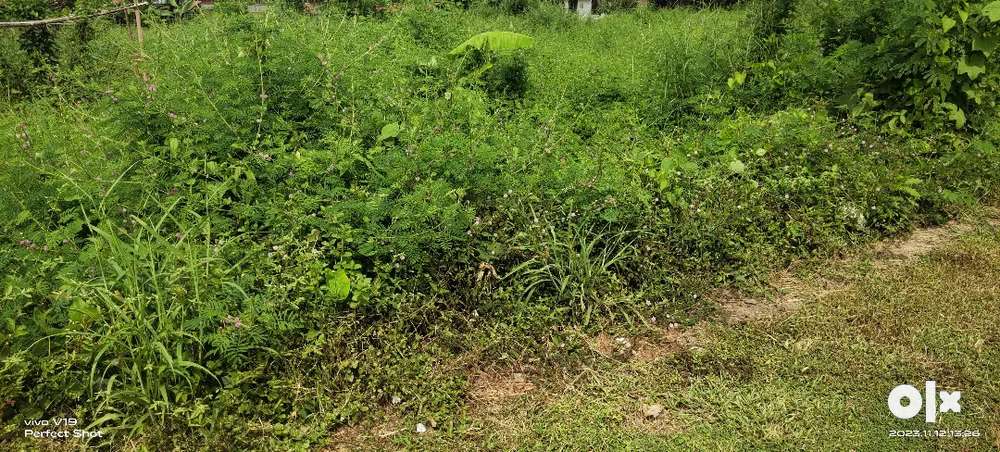 50,70,and 1acre land for sale in calicut chelavoor