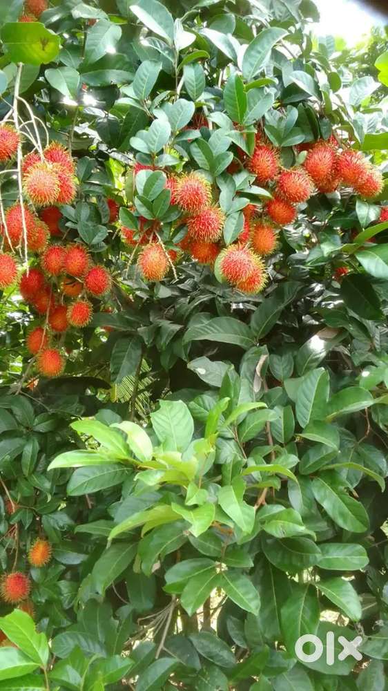 Per cent ₹60, 000. Plot for sale in Kodakara