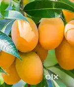 Mango seller