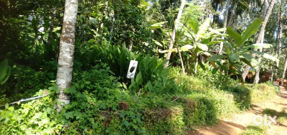 A 9.5 cent plot located in Uvvapally 3Km away from Iritty.