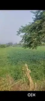 2 साइड ओपन 28 बीघा ज़मीन बिकाऊ है हरीपुर गोलापार में