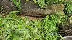 Teak Wood for Urgent sale