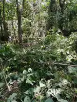 Rubber estate for sale
