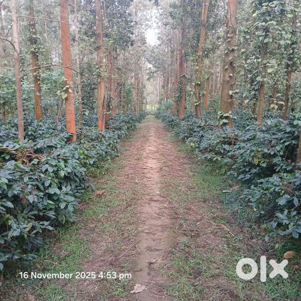 40 ACRES COFFEE ESTATE FOR SALE