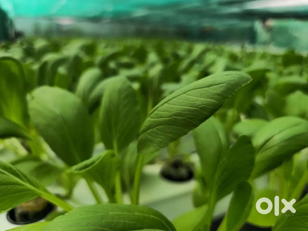 Full time Bike delivery staff with own bike