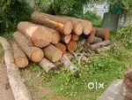 മഹാഗണി മരം avasyam ഉണ്ട്. 30 up 10000/ ton.