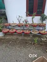 Bonsai Adenium for sale