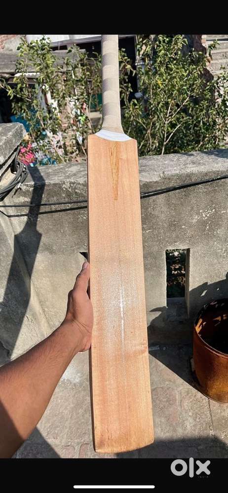 Kasmiri willow bat