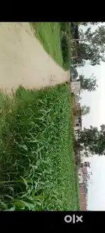40 bigha jamin hai is mai baag hai