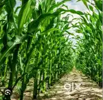2.20 Acres Agricultural land for sale with thar road approach