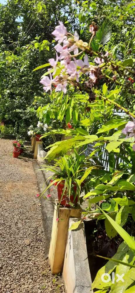 2 acres fertile property with  old house. School  college and church