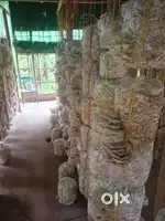 Mushroom ghorer kajer janno ekjon hardworking men chai