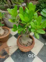 Plants for home and garden