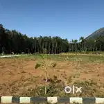 50 cent of land