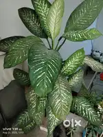 Big indoor plant