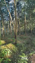 10 cent square plot for sale at Aryanad