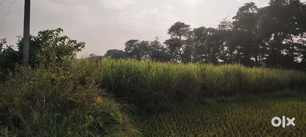 Opposite sarkari school, pipariya, near nedua, naurangiya