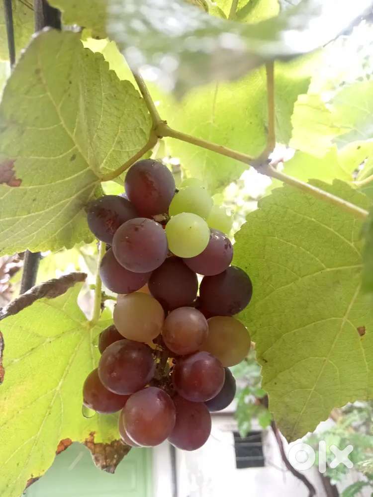 Grapes plant angoor ki bel