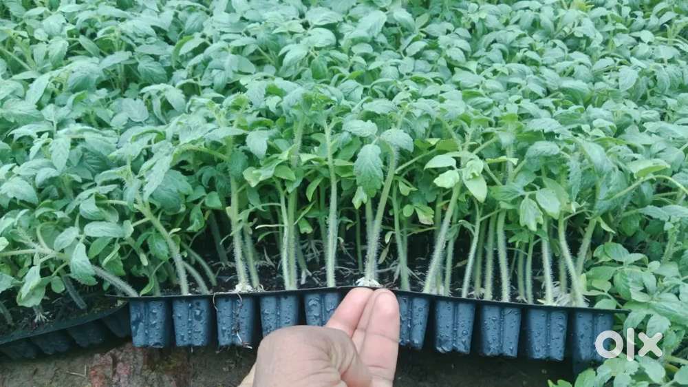 I'm driver for inova crista in ambikapur