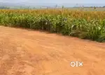 1 Acre 15 Guntas Agricultural land for sale with road approach