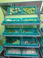 Vegetable rack. Total 3 numbers