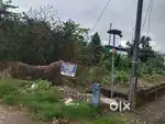 Aluva angamali nh frontage 35 cent