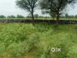 Residential Plot - 100 gaj (900 Sq. Ft.)- Radha rgidency 1st extension