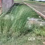 Chapiya pashu bazar ke piche bridha aashram ke samne pic rod par hai