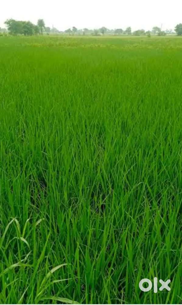 1 biga jamin bechna hai