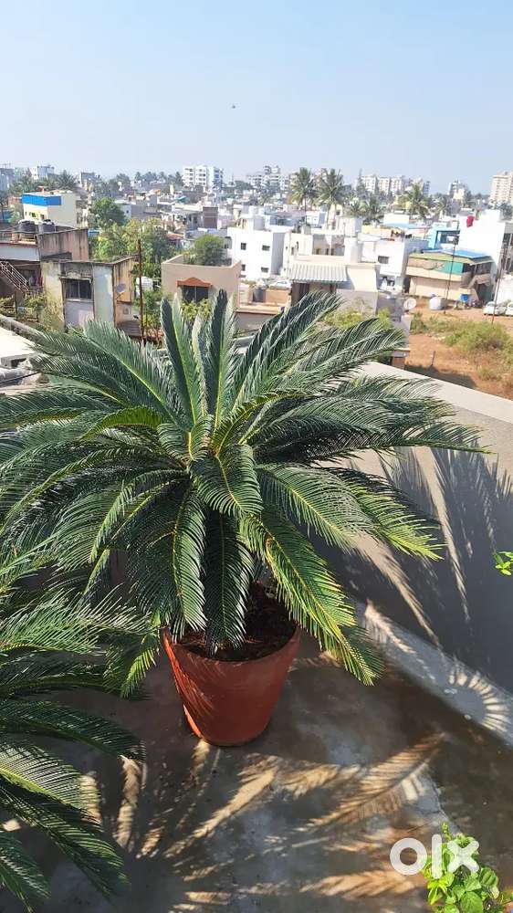 Cycas Plants for Sell