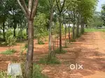 Farm land for sale near electronic city Anekal
