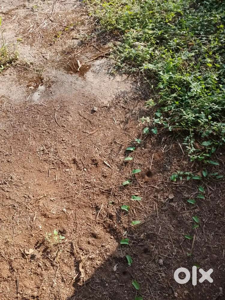 Very Old House + 5 Cent Plot for Sale @ Thaliyl, Karamana