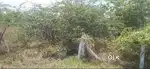 Muthupatti plot 2100 sq. Ft.