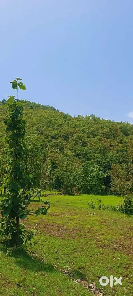 34  Acre Teak trees land for sale
