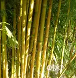 Bamboo fresh