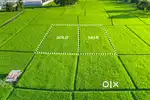 It's property have the most ranked in future