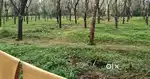 25 Acre Rubber Plantation Land for Sale – Byndoor