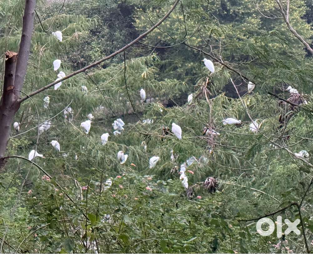 गार्डन (बगीचे) में कार्य करने के लिए पुरुषों एवं महिलाओं की आवश्यकता ह