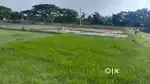 3 kotha Land for sale, karanga,Near chinamora,Jorhat, urgent sale