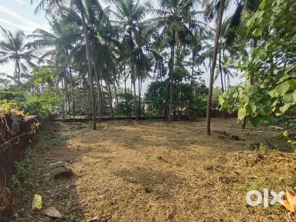 8 cent including 10 coconut tree