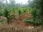83 cents land