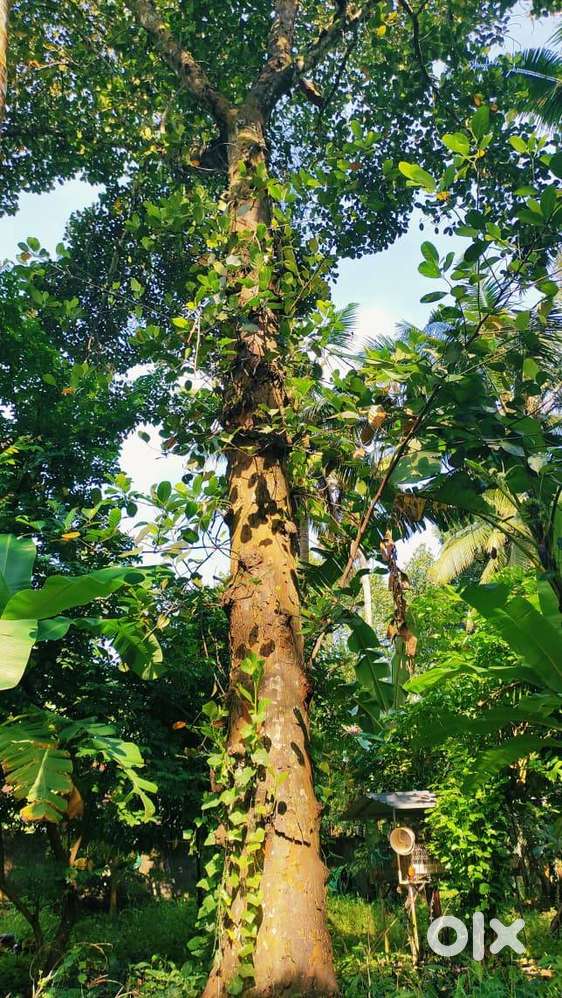 പ്ലാവ് വിൽപ്പനക്ക്