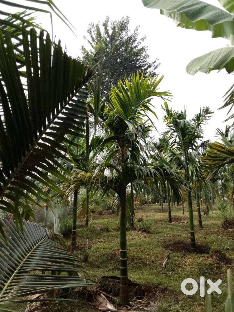 Agriculture land for sale