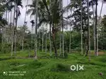 39 Cent North-Facing Plot in Nelliyambam –Wayanad